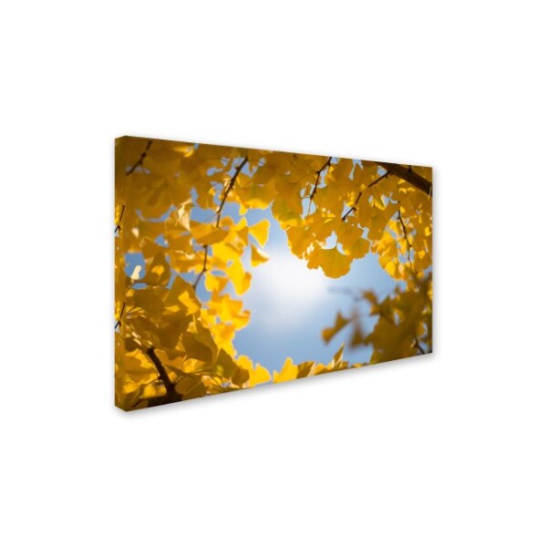 Philippe Sainte-Laudy 'Ginkgo Leaves In Autumn' Canvas Art,30x47